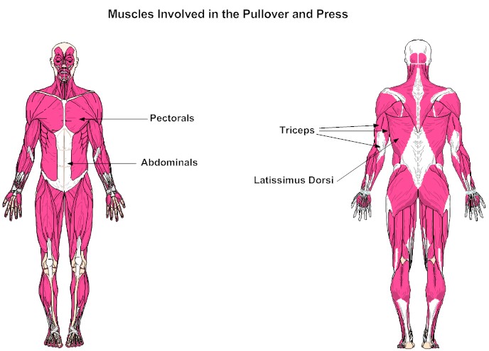 Muscles Involved in the Pullover and Press